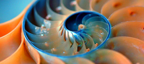 Nautilus Capital Shell